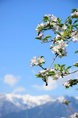 Apfelblüten vor blauen Himmel und verschneiten Bergen in Südtirol