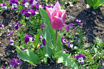 Beautiful day in a garden. Tulips macro in the spring, in France.