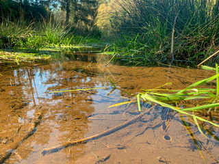 Pfalz Dahn - Lemberg im Frühling