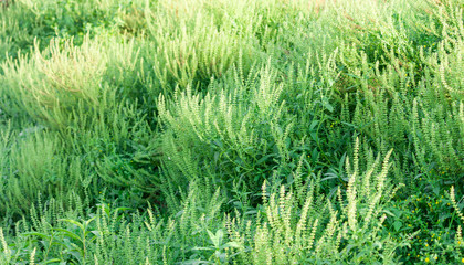 Green Spring flower meadow