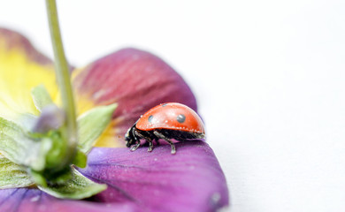 Ladybug on a violae flower.