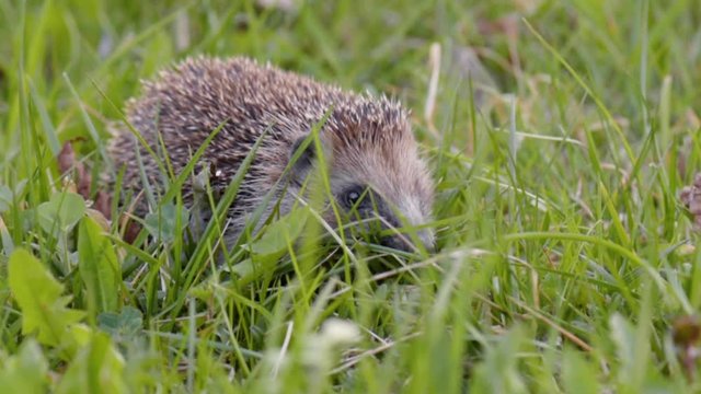 Common cute hedgehog walking on green grass in spring or summer forest during sunset. Young beautiful hedgehog in natural habitat outdoors in the nature.