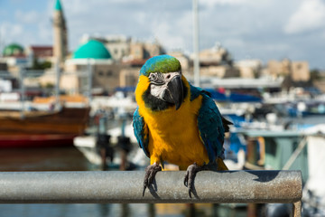 Portrait of a macaw parrot