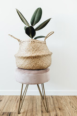 Home plant ficus elastica robusta in straw bag on stool on white background. Minimal modern...