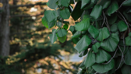 green leaves of a tree