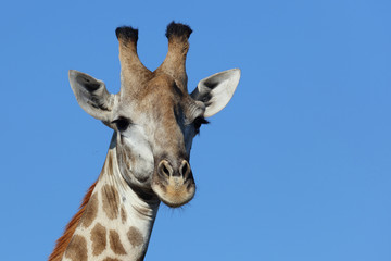 Giraffe / Giraffe / Giraffa Camelopardalis