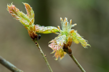 fresh oak leaves and buds on twig macro