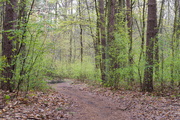 footpath in spring forest