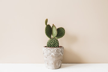 Gros plan de cactus en pot de fleurs sur fond beige. Composition florale minimaliste de design d& 39 intérieur neutre.