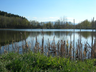 Mały staw wiosną, Jelenia Góra, Staniszów © Ewa