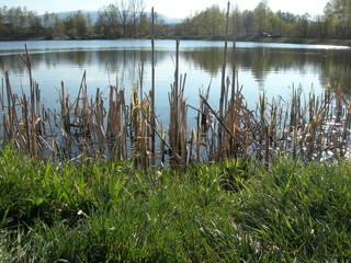 Mały staw wiosną, Jelenia Góra, Staniszów © Ewa