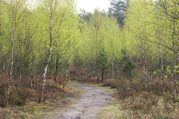 footpath in spring  birch forest