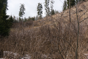 herd of Chamois, Rupicapra rupicapra, on the rocky hill, forest in background, val gardena