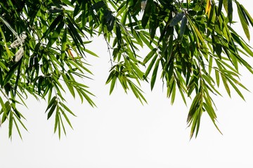 Green bamboo leaves on a white background