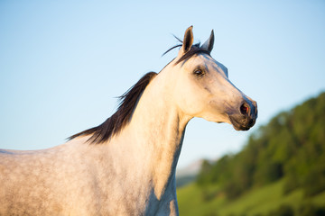 Arabian horse