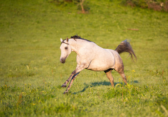 Fototapeta premium Arabian horse