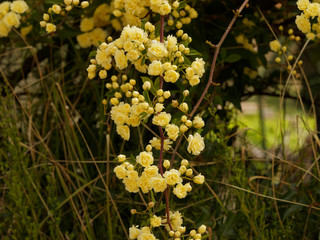 Rosier de Lady Banks. (Rosa Banksiae Lutea) aux fleurs doubles de couleur jaune clair