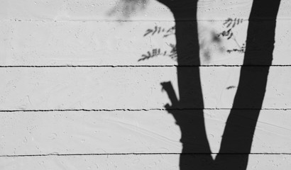 shadow of branches and leaves on a white wall