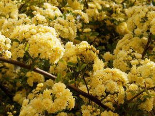 Rosier de Lady Banks. (Rosa Banksiae Lutea) aux fleurs doubles de couleur jaune clair