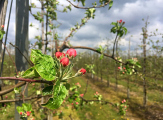 Obraz premium orchard with fruit trees, spring Poland