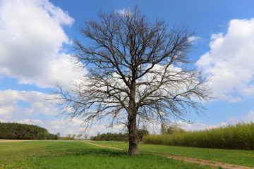 Fototapeta na wymiar lonely tree by the road, spring Poland