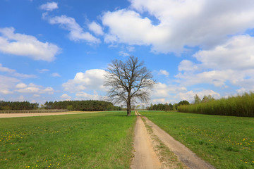 Fototapeta na wymiar rural road in the field, spring Poland