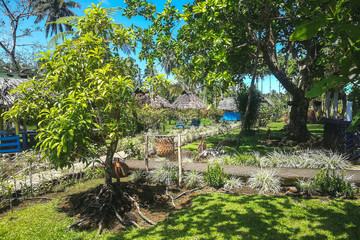 Samoa botanical garden in Pacific