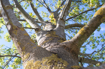 below a tree trunk above with branches