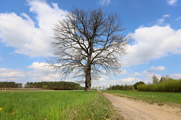 lonely tree by the road, spring Poland