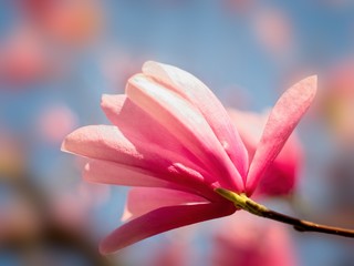 Fototapeta premium Magnolia bloom close-up