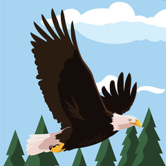 beautiful bald eagle flying in the landscape