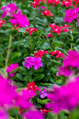 Pink catharanthus roseus bloom in the garden.  rose periwinkle, or rosy periwinkle, is a species of flowering plant. Madagascar periwinkle, Vinca flower in sunshine .