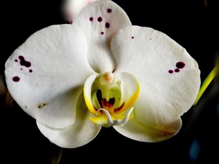 White orchid close-up