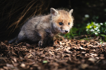Fuchs Baby