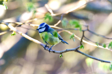 Blue tit in a forest