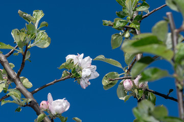 Apfelblüten vor blauem Himmel