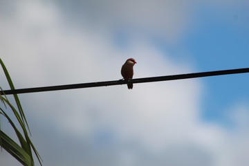 aves