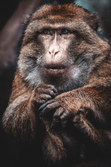 Berberaffe 