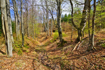 Spring forest day landscape. Beautiful beech forest.