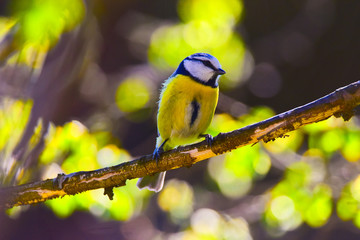 Blue tit in a forest