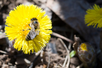 It's spring. Primrose. Bee collects nectar from the flower Tussilago farfara.