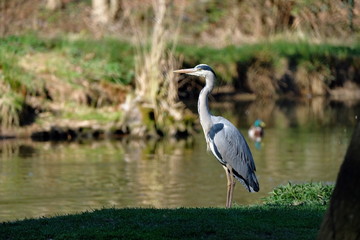 Graureiher am Ufer stehend