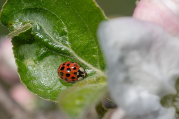 Marienkäfer am Blatt der Zwetschge