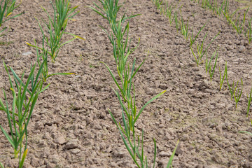 young sprouts of garlic. spring sprouts