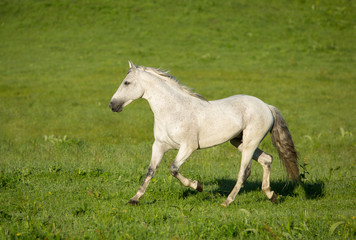 Obraz na płótnie Canvas Gray stallion