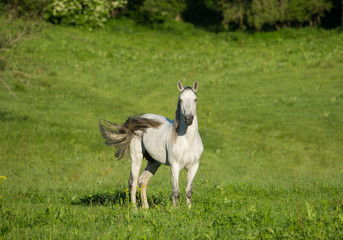 Gray stallion
