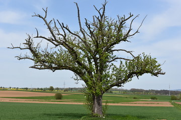 Toter Baum lebt wieder