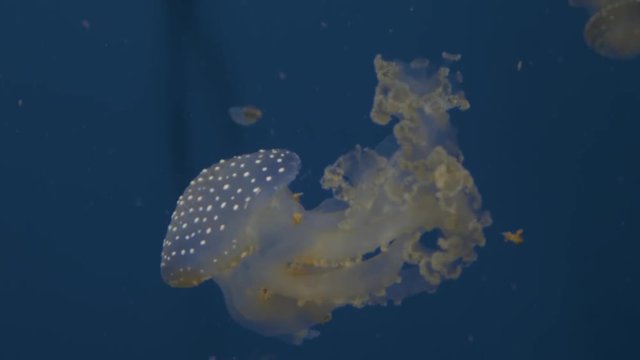 Shot of spotted jellyfish floading down. The camera tracks the jellyfish .