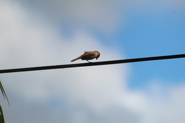 aves