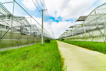 Obraz premium Greenhouse planting greenhouses and the blue sky white clouds on the road